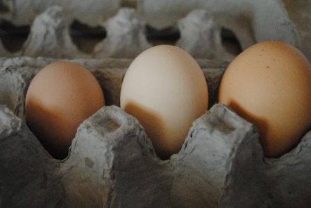Homesteading and Homeschooling: A Perfect Fit Image